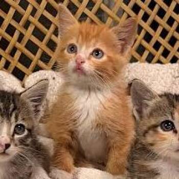 Michelangelo -  Domestic Short Hair Cat for Adoption in South Elgin, Illinois - Michelangelo | PetCurious