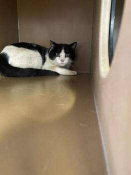Bradford -  Domestic Short Hair Cat for Adoption in Hamilton Township, New Jersey - Bradford | PetCurious