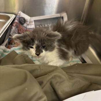 Skarlet -  Domestic Long Hair Cat for Adoption in Winston-salem, North Carolina - Skarlet | PetCurious