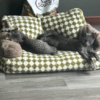 Rescue Domestic Short Hair Cats for Adoption in Buffalo, New York - Adam & Alvin | PetCurious