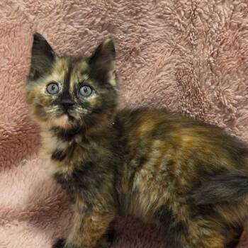 Chive -Preadoption ONLY -  Domestic Medium Hair Cat for Adoption in Chilliwack, British Columbia - Chive -Preadoption ONLY | PetCurious
