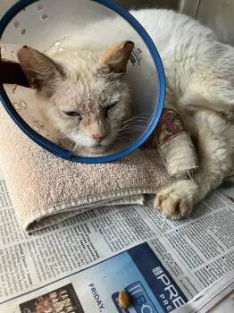 Siamese Cats Available for Adoption in Long Beach, California - RANDAL | PetCurious