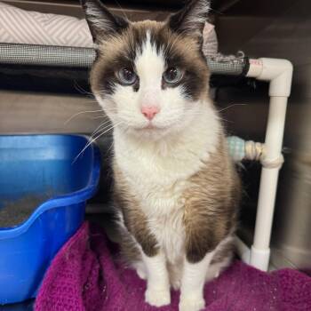 Tinkerbell -  Domestic Short Hair Cat for Adoption in Royal Oak, Michigan - Tinkerbell | PetCurious
