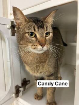 Rescue Domestic Short Hair Cats for Adoption in Topeka, Kansas - Candy Cane | PetCurious