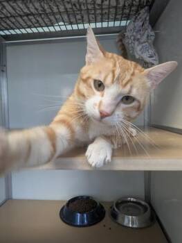 Marlowe -  Domestic Short Hair Cat for Adoption in Pendleton, Oregon - Marlowe | PetCurious