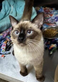 94511a Souffle-PetSmart North Charleston -  Siamese and Domestic Short Hair Cat for Adoption in North Charleston, South Carolina - 94511a Souffle-PetSmart North Charleston | PetCurious