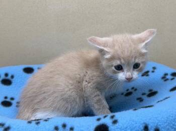Domestic Short Hair Cats Available for Adoption in Washington Court House, Ohio - Zara | PetCurious