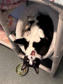 Rose -  Domestic Short Hair Cat for Adoption in Bridgewater, New Jersey - Rose | PetCurious
