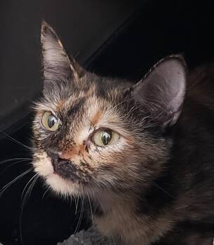 Domestic Short Hair Cats Available for Adoption - Rosita | PetCurious