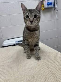 Christian -  Domestic Short Hair Cat for Adoption in Westland, Michigan - Christian | PetCurious