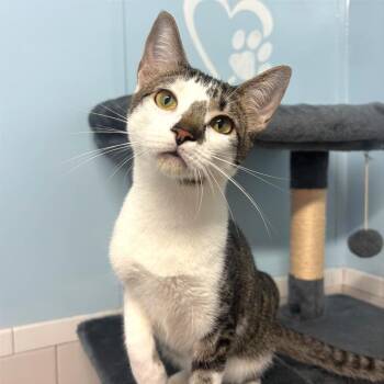Costco -  Domestic Short Hair Cat for Adoption in Fort Lauderdale, Florida - Costco | PetCurious