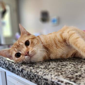 Pumpkin -  Domestic Short Hair Cat for Adoption in Centerville, Tennessee - Pumpkin | PetCurious