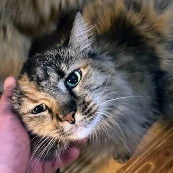Circe -  Tabby Cat for Adoption in Creve Coeur, Missouri - Circe | PetCurious