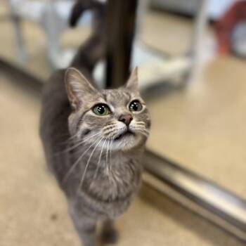 Domestic Short Hair Cats Available for Adoption in Bristol, Indiana - Nadine | PetCurious