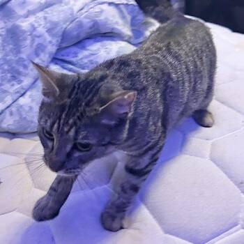 Mickey -  Domestic Short Hair Cat for Adoption in Seven Valleys, Pennsylvania - Mickey | PetCurious