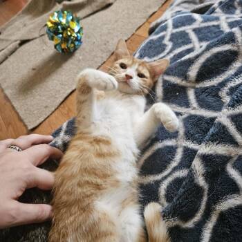 Isabella I -  Domestic Short Hair Cat for Adoption in Columbia, Missouri - Isabella I | PetCurious