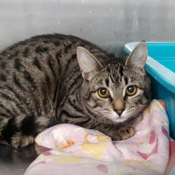 Domestic Short Hair Cats Available for Adoption - Muffin | PetCurious