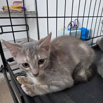 Sydney -  Domestic Short Hair Cat for Adoption in Edinburg, Texas - Sydney | PetCurious
