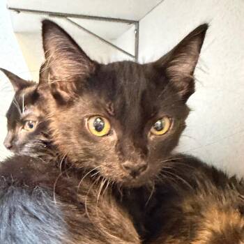 Domestic Short Hair Cats Available for Adoption in Pittsburgh, Pennsylvania - Black Bear | PetCurious