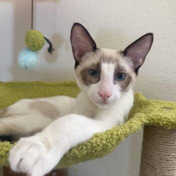 Pomeranian -  Domestic Short Hair Cat for Adoption in Davis, California - Pomeranian | PetCurious