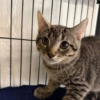 Studmuffin -  Domestic Short Hair Cat for Adoption in Hampton Bays, New York - Studmuffin | PetCurious