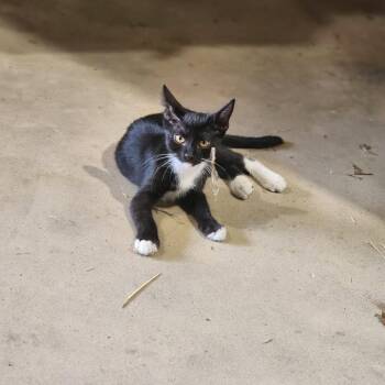 Olive -  Domestic Short Hair Cat for Adoption in Santa Fe, Texas - Olive | PetCurious
