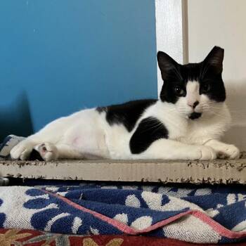 Domestic Short Hair Cats Available for Adoption in New York, New York - Inkheart | PetCurious