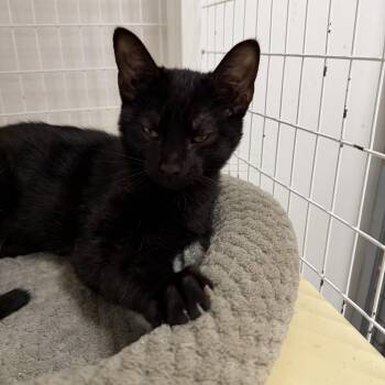 Dan -  Domestic Short Hair Cat for Adoption in Senatobia, Mississippi - Dan | PetCurious