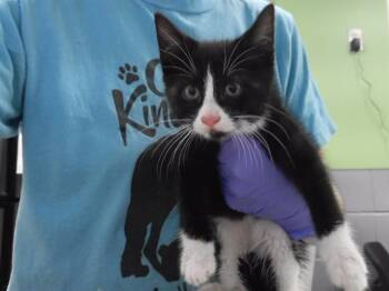 JARETH -  Domestic Short Hair Cat for Adoption in Omaha, Nebraska - JARETH | PetCurious
