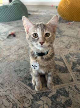 Ruth Fleming -  Domestic Short Hair Cat for Adoption in Tucson, Arizona - Ruth Fleming | PetCurious
