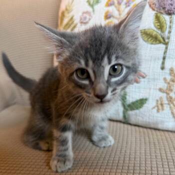 Domestic Short Hair Cats Available for Adoption in Lewisville, Texas - Mel | PetCurious
