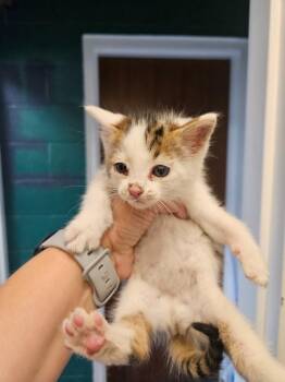 Emerald -  Domestic Short Hair Cat for Adoption in Johnson City, Tennessee - Emerald | PetCurious