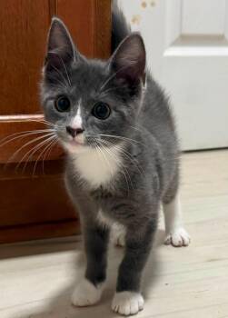 Roofus -  Domestic Short Hair Cat for Adoption in Indianapolis, Indiana - Roofus | PetCurious
