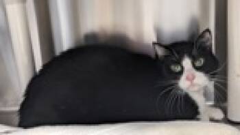 Rescue Domestic Short Hair Cats for Adoption in Cleveland, Ohio - Augustus Lebron | PetCurious