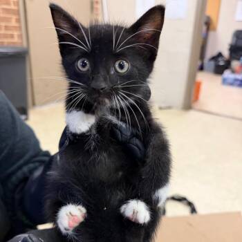 Bodhi -  Domestic Short Hair Cat for Adoption in Birmingham, Alabama - Bodhi | PetCurious