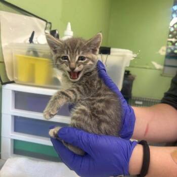 Skittles -  Domestic Short Hair Cat for Adoption in St. Helena, California - Skittles | PetCurious