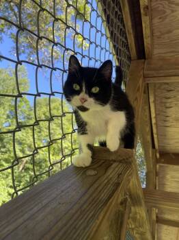 Rescue American Shorthair Cats for Adoption in Westbrook, Connecticut - Zaylee | PetCurious