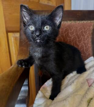Rescue Domestic Short Hair Cats for Adoption in Stoughton, Wisconsin - Rueben | PetCurious