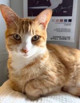 Cheesecake (M) -  Tabby Cat for Adoption in Fairfax, Virginia - Cheesecake (M) | PetCurious