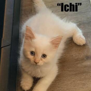 Ichigo -  Domestic Long Hair Cat for Adoption in Talent, Oregon - Ichigo | PetCurious