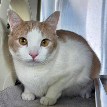 Gourd -  Domestic Short Hair Cat for Adoption in Asheville, North Carolina - Gourd | PetCurious