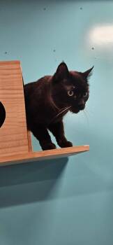 Amaretto -  Domestic Short Hair Cat for Adoption in Rochester, New York - Amaretto | PetCurious