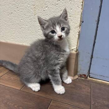 Stray - Hurdle Mills Rd 1 -  Domestic Short Hair Cat for Adoption in Roxboro, North Carolina - Stray - Hurdle Mills Rd 1 | PetCurious