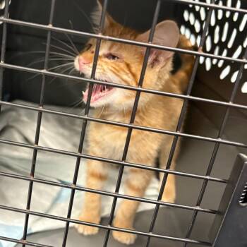 Sunny Dee -  Domestic Short Hair Cat for Adoption in Greensboro, North Carolina - Sunny Dee | PetCurious