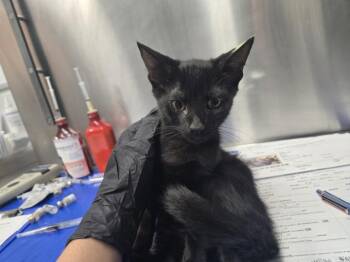 RUCKUS -  Domestic Short Hair Cat for Adoption in Hagerstown, Maryland - RUCKUS | PetCurious