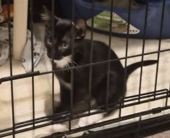 Boscoe -  Domestic Shorthair Cat for Adoption in Greeley, Colorado - Boscoe | PetCurious