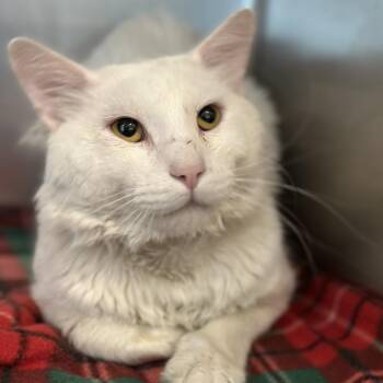Nimbus -  Domestic Short Hair Cat for Adoption in Matteson, Illinois - Nimbus | PetCurious
