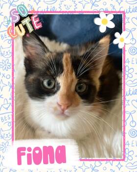 Fiona -  Calico Cat for Adoption in Pasco, Washington - Fiona | PetCurious