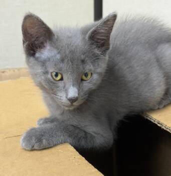 Howard -  Domestic Short Hair Cat for Adoption - Howard | PetCurious