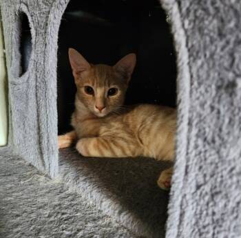Wilbur -  Domestic Short Hair Cat for Adoption in Phoenix, Arizona - Wilbur | PetCurious